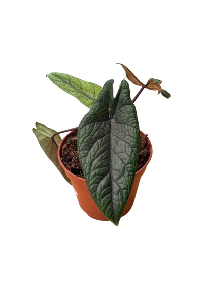 Alocasia Scalprum Fil Kulağı