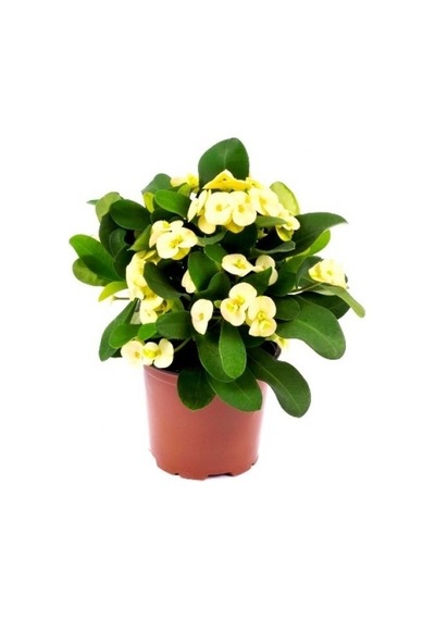 Euphorbia Milli Dikenler Tacı Kaktüsü Fidanı 10-20 Cm