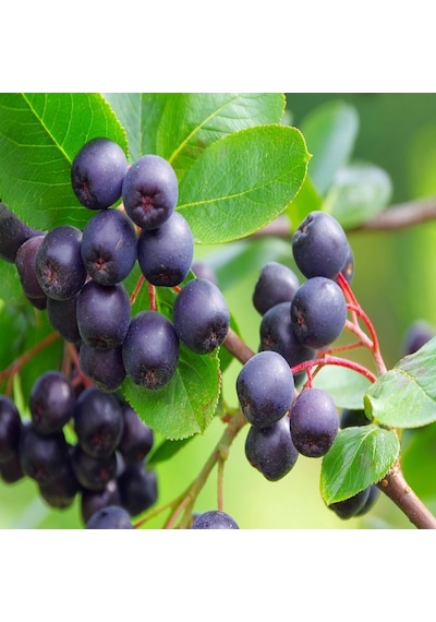 Tüplü Nadir Bulunan Siyah Aronya Berry Fidanı 15-20 Cm