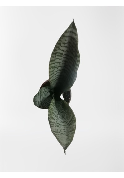 Serada Decor Plant Mini Paşa Kılıcı Sansevieria 30-40cm