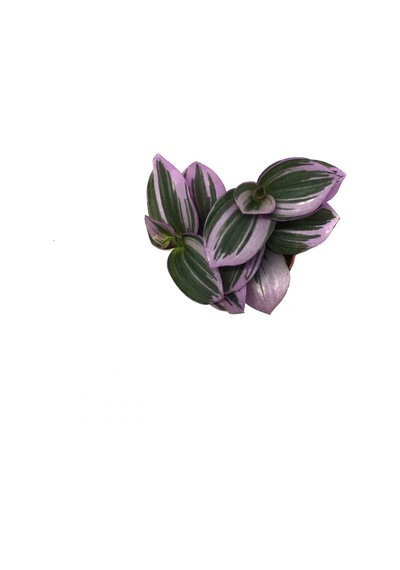 Tradescantia 'Nanouk' (Telgraf Çiçeği) Ø5,5 CM Y0-10 CM