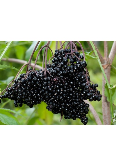 Mürver Fidanı - Patlangıç - Sambucus Nigra - Kara Mürver Fidanı 2Lt