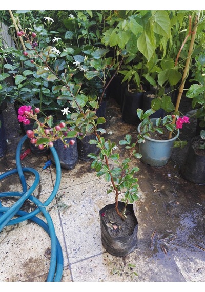 Tüplü Pembe Oya Ağacı Fidanı 50-70 Cm. Her Mevsim Dikilebilir