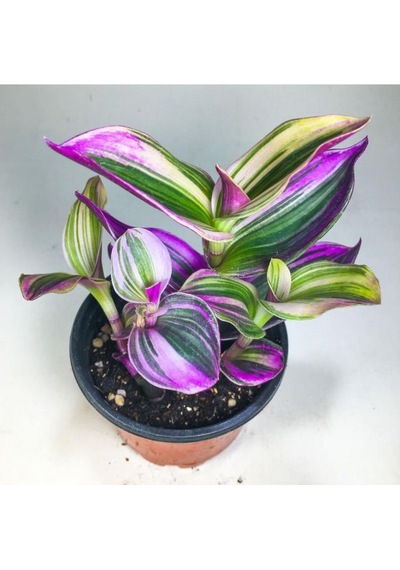 Tradescantia Nanouk Pembe Telgraf Çiçeği 8.5 Cm Saksıda
