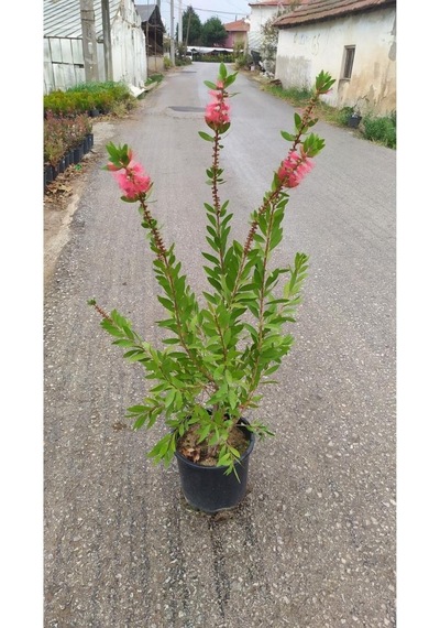 Fırça Çalısı Fidanı 40-80 Cm