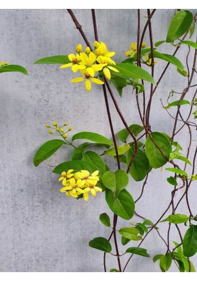 Videolu Sarı Çiçekli Yasemin Fidanı 70 90 Cm 1 Adet Saksılı Dış Mekan Bitkisi Jasminum Nudiflorum
