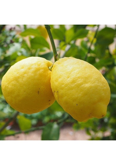 Nadir Kütdiken Tüplü Limon Fidanı