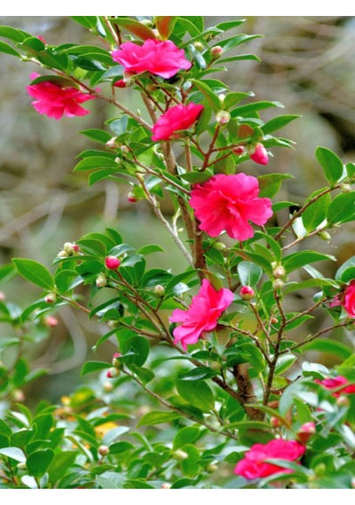 Pembe Japon Gülü Çiçeği Fidanı 40 45 Cm 1 Adet Saksılı Camellia Japonica