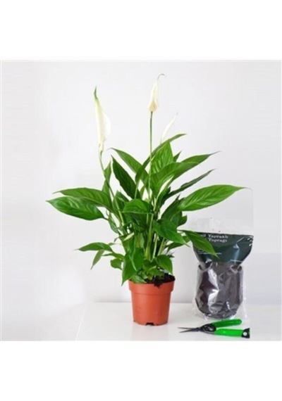 Barış Çiçeği Spathiphyllum Sokak Lambası Çiçeği Ev Bitkisi Ofis Bitkisi Salon Bitkisi