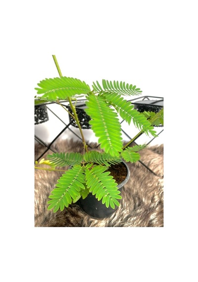 Küstüm Çiçeği Mimosa Pudica 10-20 Cm