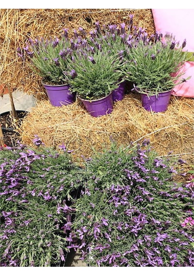 Mor Lavanta 20 60 Cm 5 Adet Saksılı/ Tüplü Çiçekli Iç/ Dış Mekan Bitkisi Lavandula