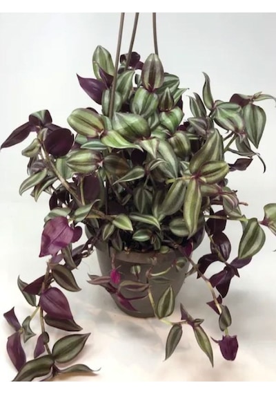 Alacalı Mor Yapraklı 1 Adet Saksılı Salon Çiçeği 30-50cm