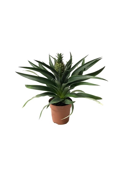 Ananas Comosus (Ananas Bitkisi) Ø12 CM Y30-35 CM