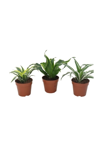 Dracaena Mix-6237
