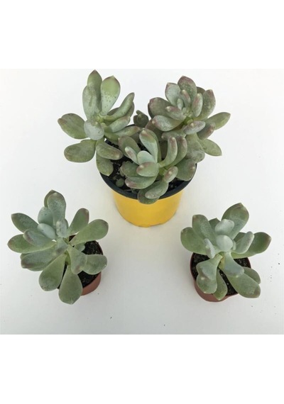 Pachyphytum Glutinicaule Sukulent Bitki