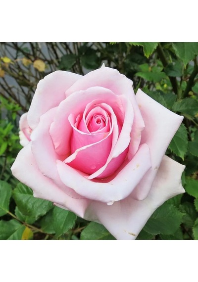 Princess Gül Fidanı - Pembe/Beyaz