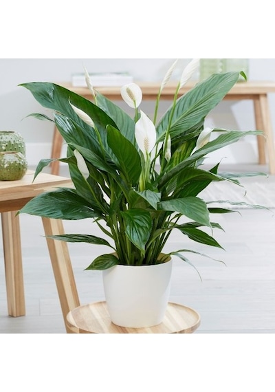 Barış Çiçeği Spathiphyllum 60+ Cm -  Salon Ofis Bitkisi 2733