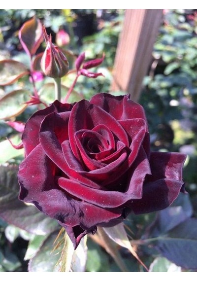 Yediveren Bordo Kokulu Gül Fidanı 2 Adet Saklı/tüplü Bahçe Bitkisi 45-65 Cm Burgundy Rose
