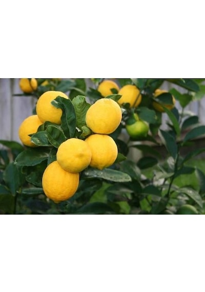 Üçlü Narenciye Seti - Limon Portakal Mandalina Fidanı