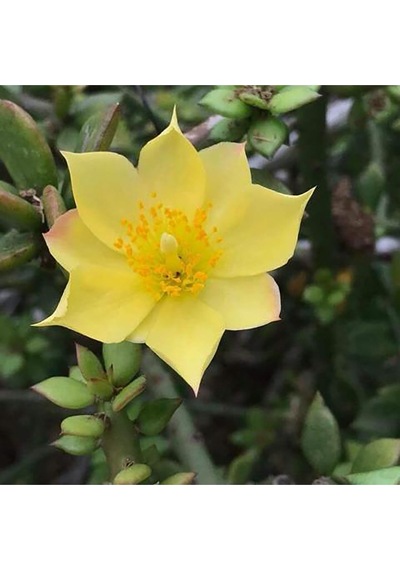 Pereskiopsis Spathulata Aşı Kök Bitkisi Sarı Çiçek Veren Kaktüs 5.5 CM