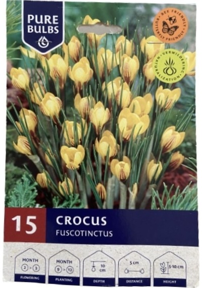 Ithal Crocus Fuacotinctus Çiğdem Soğanı Çiçek Bitki Soğanı