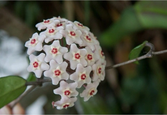Beyaz Mum Çiçeği Hoya Fidanı 10-20 Cm