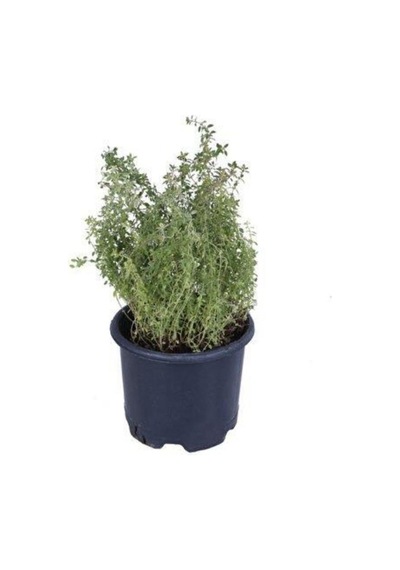 Potted Thyme Sapling Kekik Fidanı 10-20 Cm Potted Thyme Sapling