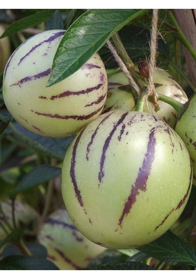 Lezzetli Pepino Meyve Fidanı 30-60cm Saksılı