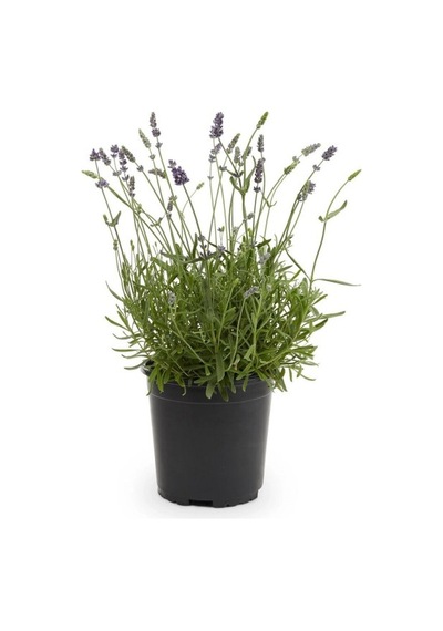 Kabir Bitkisi Lavanta Çiçeği Fidanı 10-20 Cm