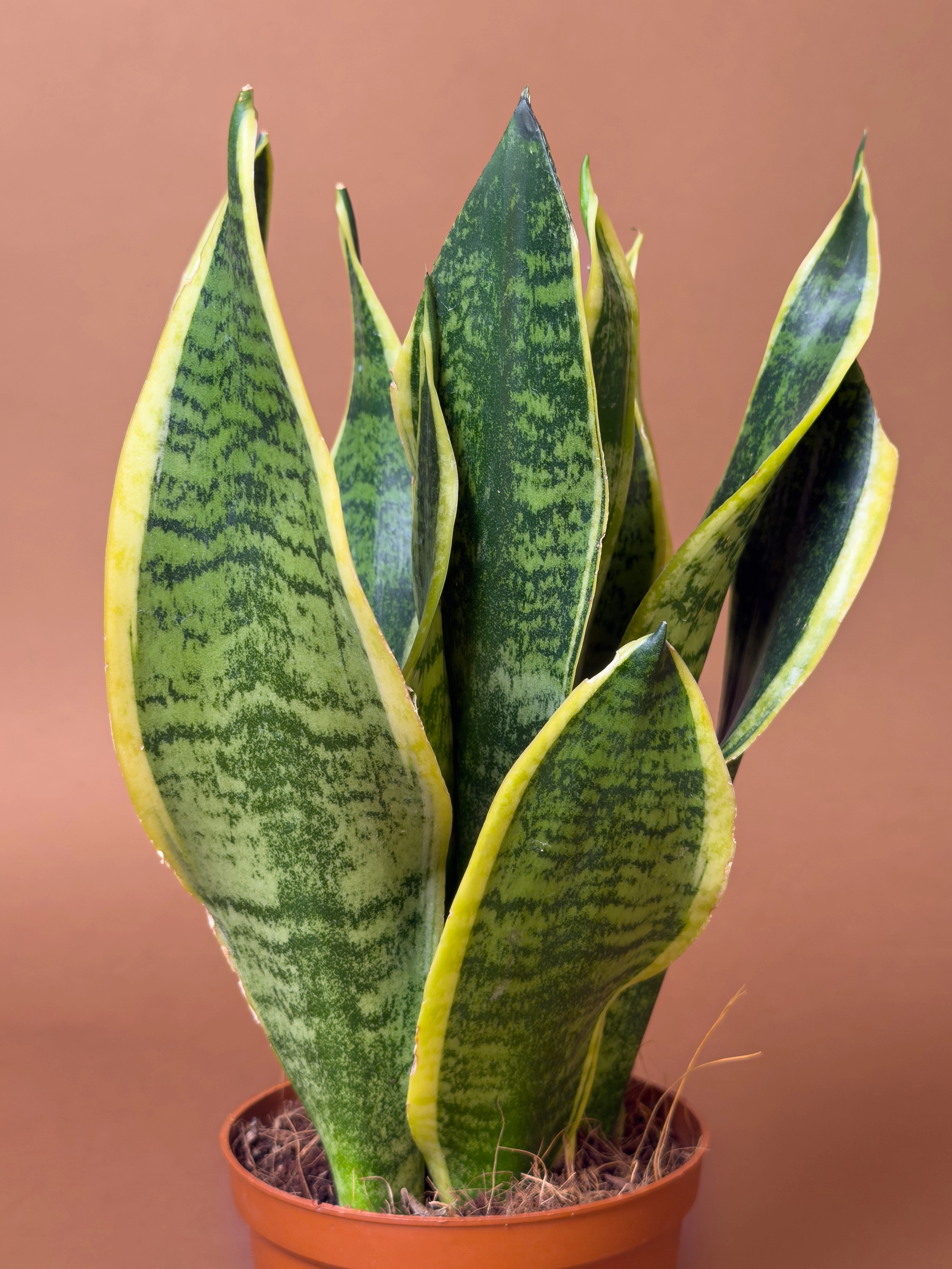 Mini Paşa Kılıcı Sansevieria Trifasciata 23 Cm Sarı Kenarlı Desenli Yapraklı Form