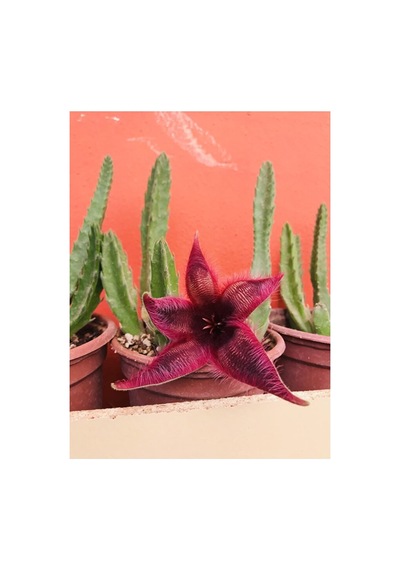 Stapelia Flavirostris Leş Kaktüsü Koyu Kırmızı Büyük Çiçek Veren