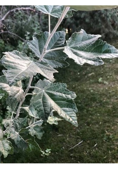 Ak Kavak Ağacı Fidanı 1-2 Yaş Tüplü