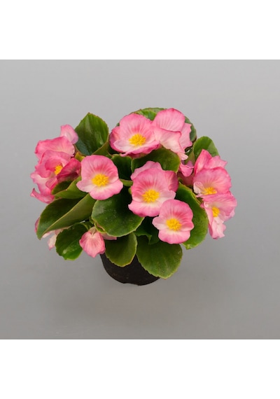 Begonya Begonia Pembe Renk 10 Adet
