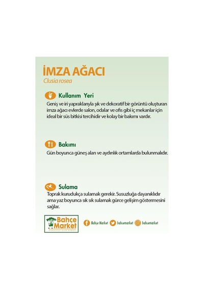 İmza Ağacı Yeşil