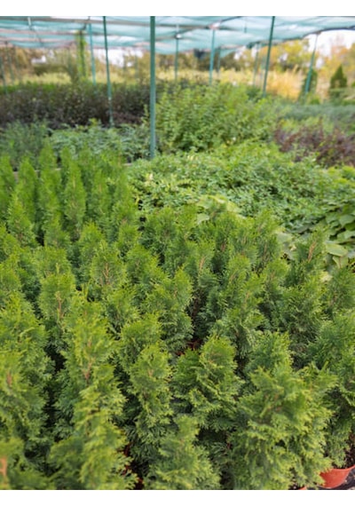 Videolu Ithal Limon Servi 1 Adet Saksılı/ Tüplü 30-50 Cm Dış Mekan Bitkisi Cupressus