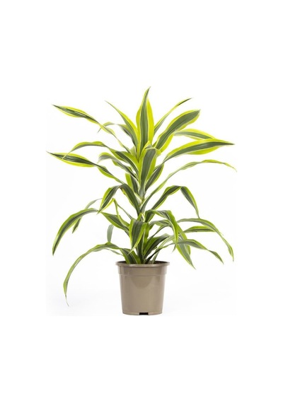 Dracaena Lemon Lime 17 Çap