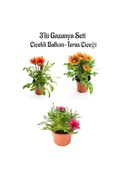 Pembe Beyaz-turuncu-turuncu Sarı Renk Gazanya Çiçeği 3 Adet Saksılı 10-20cm Teras Çiçeği