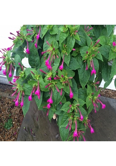 Violet Pink Akşam Sefası Çiçeği Tohumu 20 Tohum