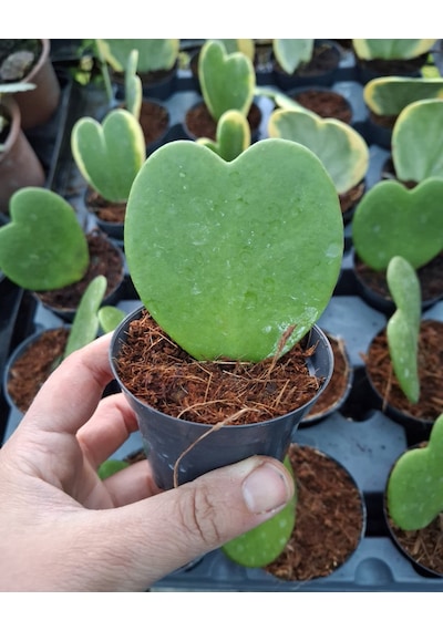 Sarmask Yeşil Hoya Kerrii, Kalp Sukulent