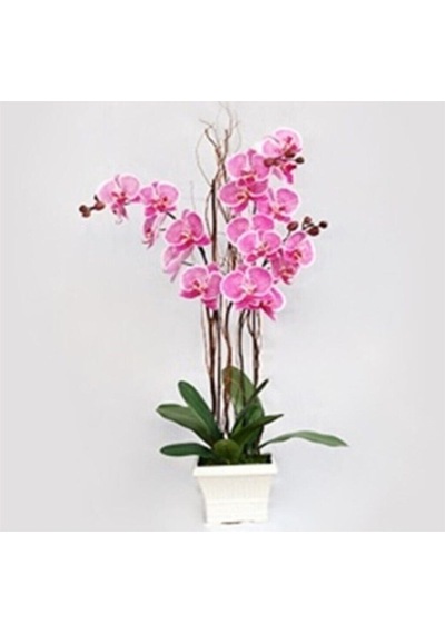 Pembe Orkide Tohumu 5 Adet Tohum Phalaenopsis Çiçek Tohumu