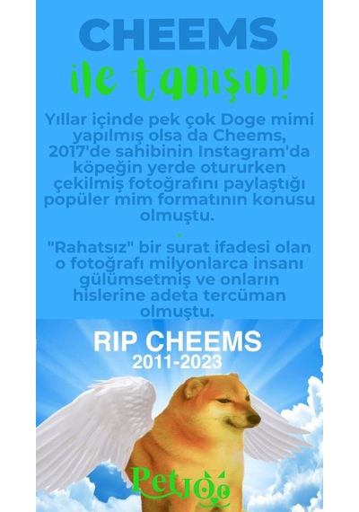 Petjoo 18.Cheems Yeşil-Mavi Qr'lı Köpek Künyesi