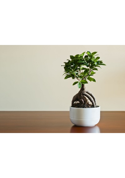 Ficus Ginseng Bonsai 5 Adet
