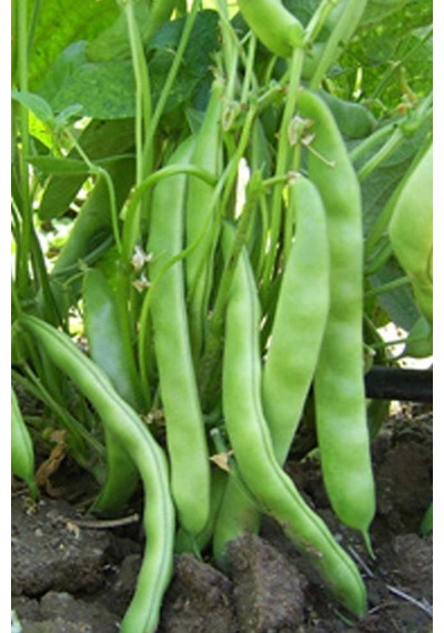 Fasulye Tohumu 50 GR