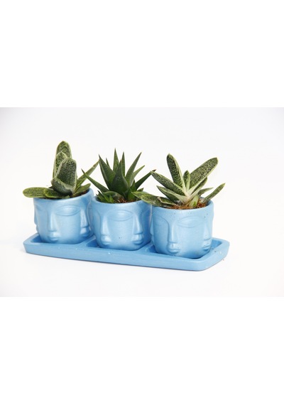 Trio Mavi Adler Sukulent Seti - Gasteria. Haworthia