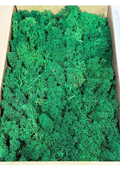 Reindermoss Şoklanmış Norveç Yosunu Terarium Yosunu Grass Green 500 Gr.