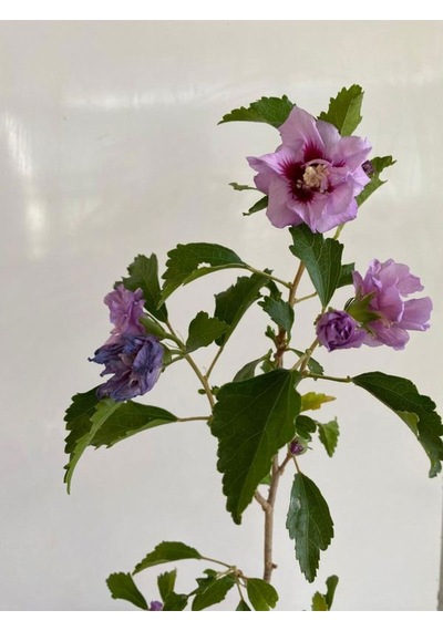 Favori Ürün Pembe Renk Hatmi Çiçeği Ağacı 1 Adet Sakıslı/tüplü 40-70cm Dış Mekan Bahçe