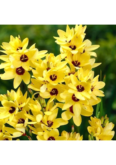 Mısır Zambağı Gelin Soğanı Çiçeği Yellow Emperor Ixia Çiçeği Soğanı 10 Adet