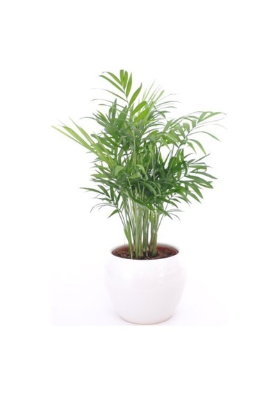 Iç Mekan Süs Bitkileri Salon Palmiyesi - Chamaedorea Elegans 30- 40 Cm