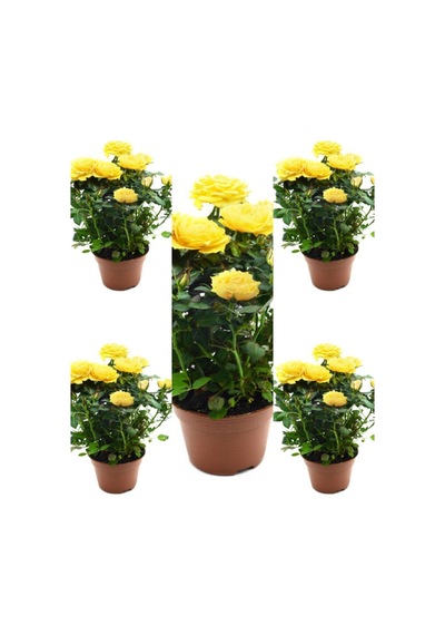 Yediveren Kokulu Sarı Gül Fidanı 5 Adet Saksılı/tüplü 30-65 Cm Yellow Rose
