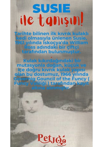 Petjoo 3.Susie Kırmızı-Mavi Qr'lı Kedi Künyesi
